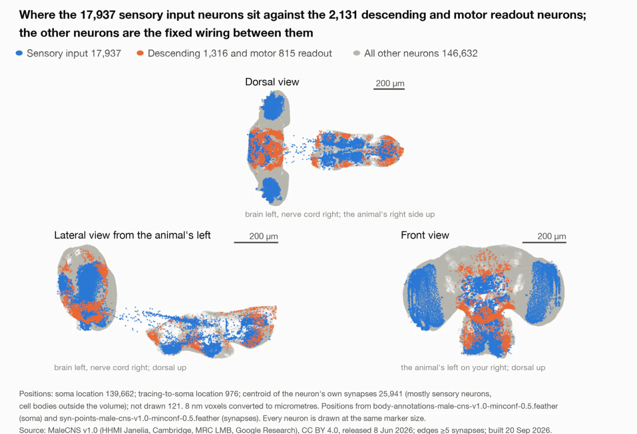 A data graphic on a white background with a coloured key: blue for sensory input, orange for descending and motor readout, grey for all other neurons. Below it, three clouds of thousands of tiny dots show dorsal, lateral and front views of the fly nervous system. The front view is clearest: a broad grey brain with two large blue-filled optic lobes at its outer edges, a dense blue and orange core, and a narrower orange-and-blue cord extending downward. Each view carries a 200 micrometre scale bar.
