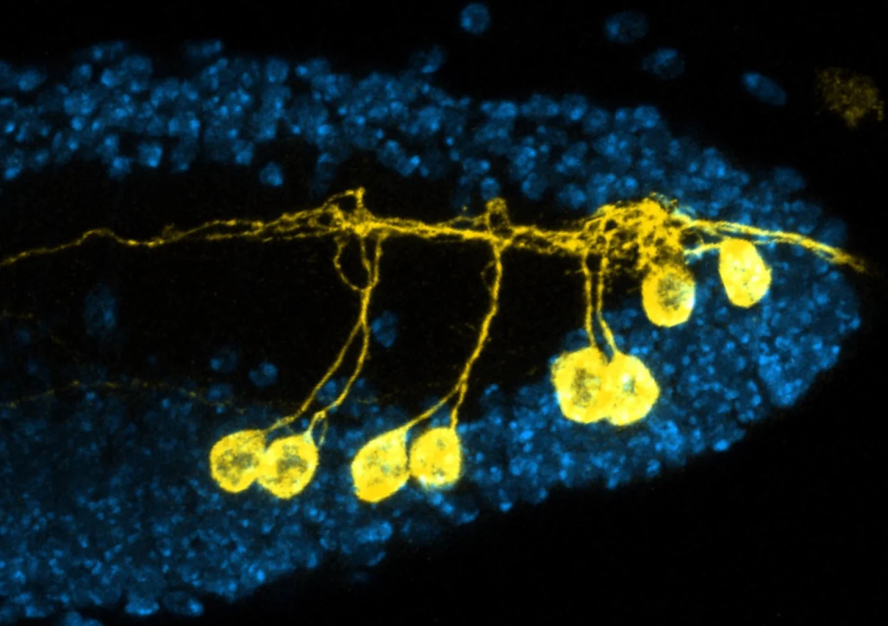 A microscope image on a black background. A horizontal bundle of glowing yellow fibres runs across the middle of the frame, and from it several thin stalks hang downward, each ending in a bright yellow oval cell body; two more oval cell bodies sit to the right on short stalks. Behind the yellow neurons, a wide band of dim blue speckled tissue (thousands of individual cell nuclei) forms a soft backdrop.