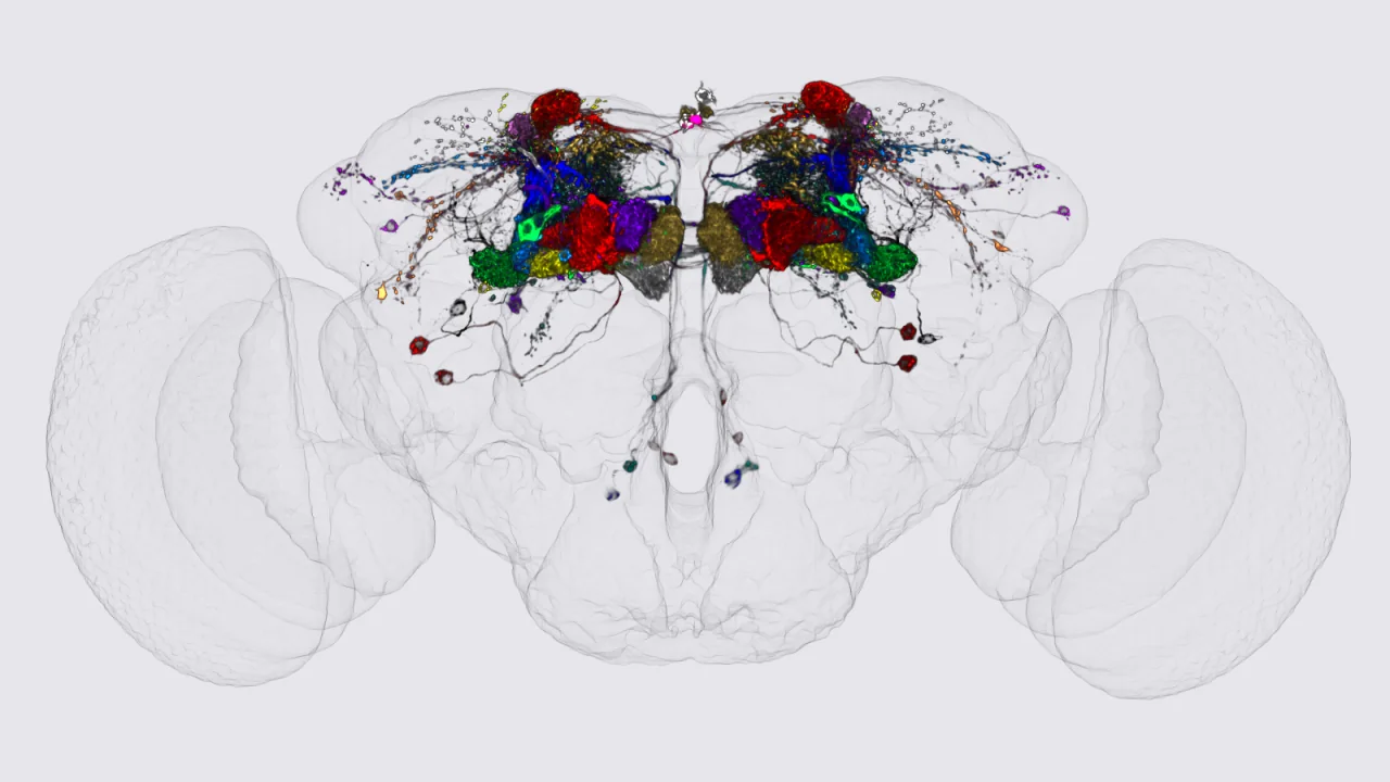 A scientific rendering on a pale grey background. A large, faintly outlined fly brain floats in the centre, drawn as translucent glassy lobes with two bulging optic lobes on either side. Inside the brain's core, mirror-image clusters of neurons on the left and right are filled with solid, saturated colours (red, blue, green, purple, gold and brown), with fine dark branching fibres fanning out toward the brain's surface.